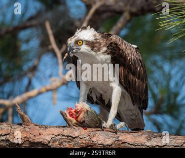 Osprey seduto sull'albero in cerca di pranzo. Foto Stock