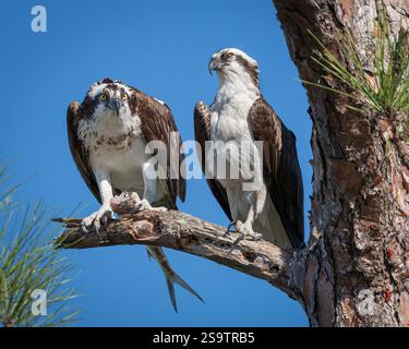 Osprey seduto sull'albero in cerca di pranzo. Foto Stock