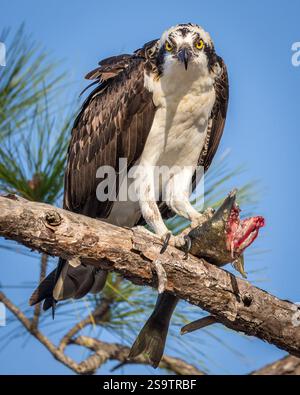 Osprey seduto sull'albero in cerca di pranzo. Foto Stock