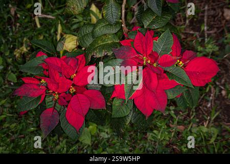 Fiore di natale di Poinsettia Foto Stock