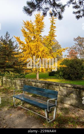 Una tranquilla scena autunnale con una panchina del parco situata accanto a un vivace albero giallo di ginkgo. Le foglie cadute spargono il terreno, creando un atmos sereno Foto Stock