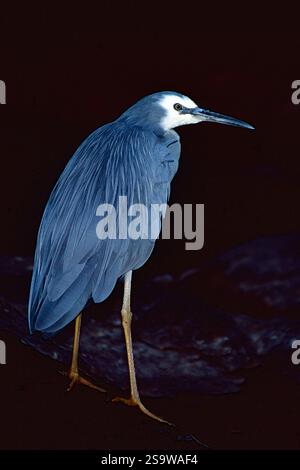 Airone dalla faccia bianca (Egretta novaehollandiae) in piumaggio da riproduzione. Foto dal Queensland, Australia. Foto Stock