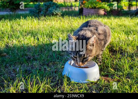 Il gatto grigio mangia da una ciotola sull'erba. Foto Stock