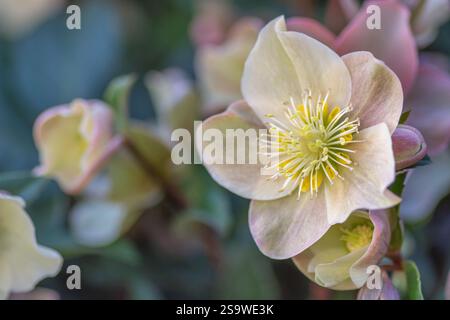 Hellebore Helleborus HGC Cinnamon Snow, gennaio, Regno Unito. Foto Stock