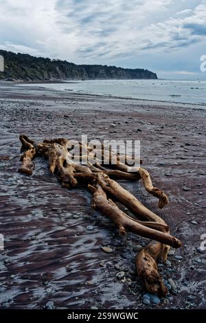 Una deserta Hunts Beach, Karangarua, che guarda a sud. Driftwood in primo piano. South Westland tra il ghiacciaio Haast e Fox, costa occidentale, nuova Zelanda. Foto Stock
