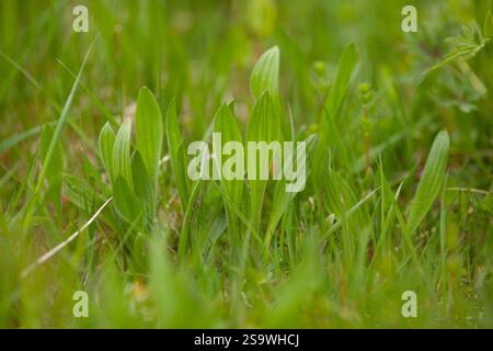 Plantago lanceolata, piantagione di Ribwort, piantagione narrowleaf Foto Stock