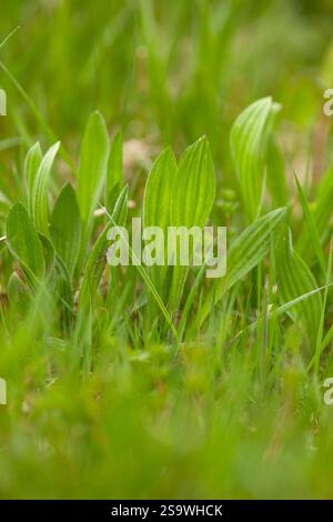 Plantago lanceolata, piantagione di Ribwort, piantagione narrowleaf Foto Stock