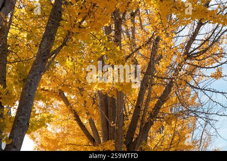 Guardando le foglie gialle brillanti dell'albero di gingko Foto Stock