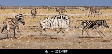 Plains zebra presso la sorgente nel Parco Nazionale di Etosha. (Equus quagga) Foto Stock