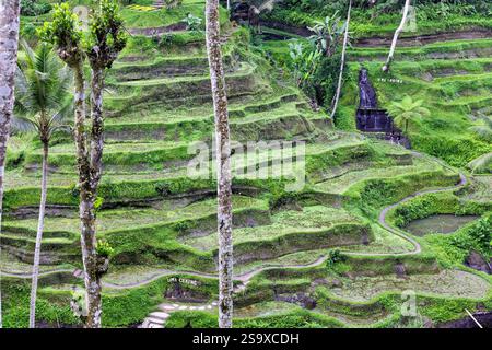 Le magnifiche terrazze di riso di Tegallalang viste dall'alto in una foresta di palme. Camminando tra i tanti livelli incredibili. Foto Stock