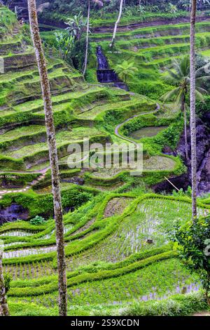 Le magnifiche terrazze di riso di Tegallalang viste dall'alto in una foresta di palme. Camminando tra i tanti livelli incredibili. Foto Stock
