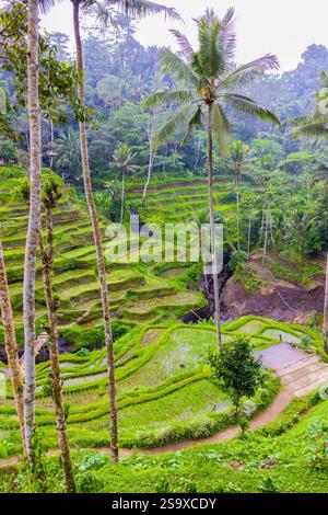 Le magnifiche terrazze di riso di Tegallalang viste dall'alto in una foresta di palme. Camminando tra i tanti livelli incredibili. Foto Stock