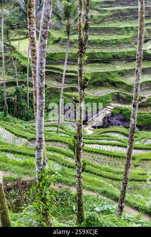 Le magnifiche terrazze di riso di Tegallalang viste dall'alto in una foresta di palme. Camminando tra i tanti livelli incredibili. Foto Stock