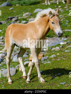 Puledro di un cavallo Haflinger sul suo pascolo montano (Shieling) nelle Alpi Otztal (Obergurgl, Rotmoostal). Austria, Tirolo Foto Stock