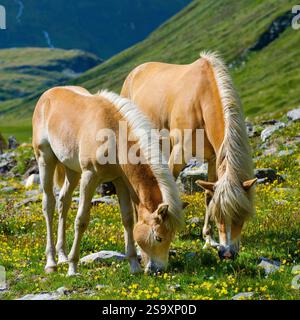 Cavallo Haflinger sul suo pascolo montano (Shieling) nelle Alpi Otztal (Obergurgl, Rotmoostal). Austria, Tirolo Foto Stock