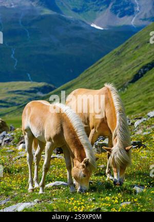 Cavallo Haflinger sul suo pascolo montano (Shieling) nelle Alpi Otztal (Obergurgl, Rotmoostal). Austria, Tirolo Foto Stock