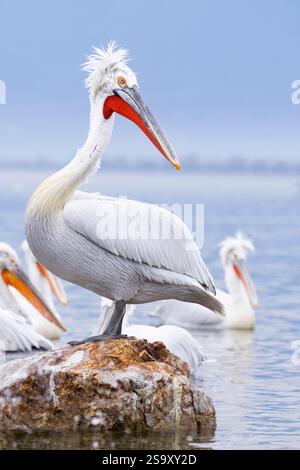 Europa, Grecia, Lago Kerkini. Ritratto di un pellicano dalmata che si staglia su rocce nel lago Kerkini. Foto Stock