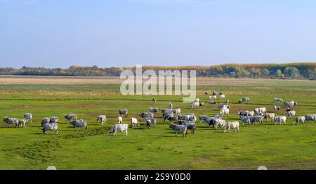 Bovini grigi ungheresi o bovini da steppa grigia ungheresi, una razza di bovini rari vecchi e duri nel Parco Nazionale Hortobagy. Il Parco Nazionale è obbligato Foto Stock