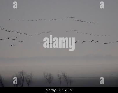 Gru comuni che ritornano al loro luogo di stallo durante una sosta durante la migrazione autunnale. Gru comune o gru eurasiatiche, presso i laghetti di National P. Foto Stock