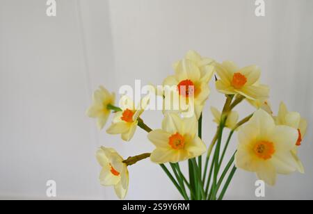 Natural daffodils with orange middles on light background. Foto Stock