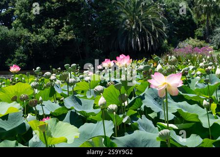 Fiori e baccelli di semi di fiori di loto Nelumbo Nucifera Carolina Queen fioriscono sul Central Lake presso i Royal Botanic Gardens di Melbourne Foto Stock