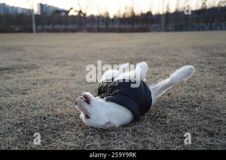 Un cane bianco che indossa una giacca nera in inverno sta girando in un campo e si diverte Foto Stock
