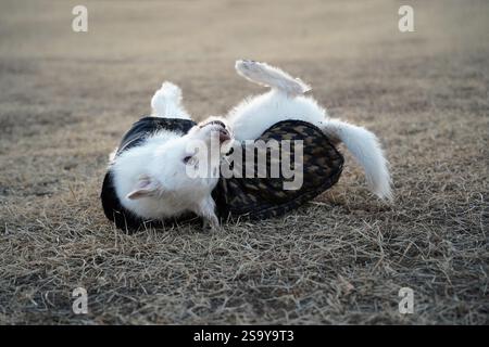 Un cane bianco che indossa una giacca nera in inverno sta girando in un campo e si diverte Foto Stock
