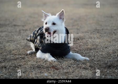 Un cane bianco che indossa una giacca nera in inverno sta girando in un campo e si diverte Foto Stock