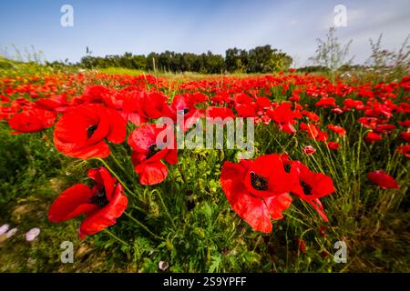 Un grande prato con papaveri rossi fioriti (Papaveraceae), alcuni alberi in lontananza. Foto Stock