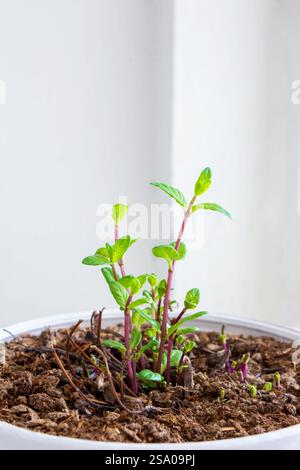 La menta cresce in un elegante vaso bianco, decorando gli interni, sul davanzale come pianta ornamentale, creando un'atmosfera ecologica a casa, e. Foto Stock