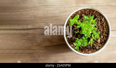 La menta cresce in una pentola, decorando gli interni, creando un ambiente ecologico nella camera e creando un'atmosfera primaverile Foto Stock