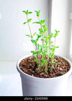La menta cresce in un elegante vaso bianco, decorando gli interni, sul davanzale come pianta ornamentale, creando un'atmosfera ecologica a casa, e. Foto Stock