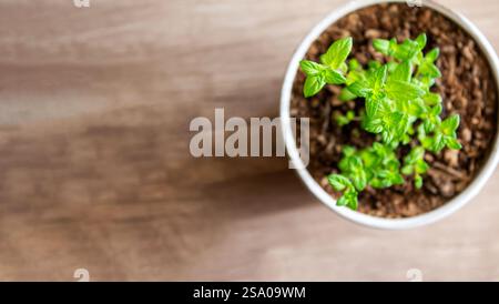 La menta cresce in una pentola, decorando gli interni, creando un ambiente ecologico nella camera e creando un'atmosfera primaverile Foto Stock