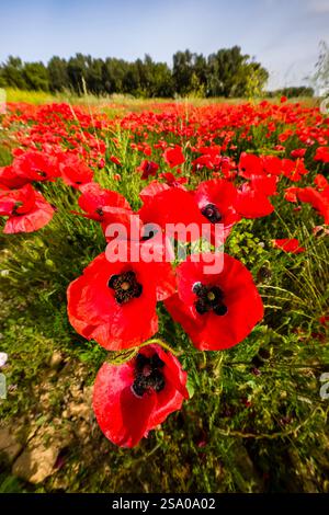 Un grande prato con papaveri rossi fioriti Papaveraceae, alcuni alberi in lontananza. Oristano Sardegna Italia FB 2024 2029 Foto Stock