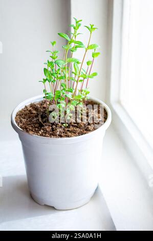 La menta cresce in un elegante vaso bianco, decorando gli interni, sul davanzale come pianta ornamentale, creando un'atmosfera ecologica a casa, e. Foto Stock