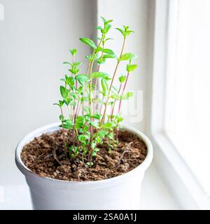 La menta cresce in un elegante vaso bianco, decorando gli interni, sul davanzale come pianta ornamentale, creando un'atmosfera ecologica a casa, e. Foto Stock