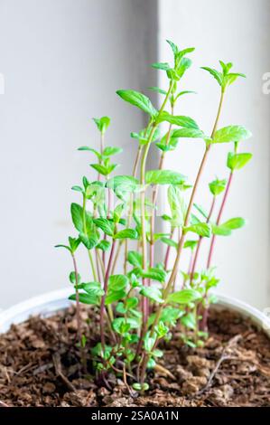 La menta cresce in un elegante vaso bianco, decorando gli interni, sul davanzale come pianta ornamentale, creando un'atmosfera ecologica a casa, e. Foto Stock