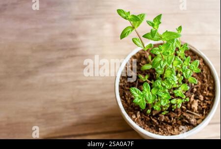La menta cresce in una pentola, decorando gli interni, creando un ambiente ecologico nella camera e creando un'atmosfera primaverile Foto Stock