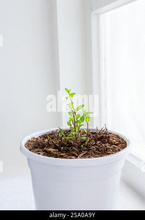 La menta cresce in un elegante vaso bianco, decorando gli interni, sul davanzale come pianta ornamentale, creando un'atmosfera ecologica a casa, e. Foto Stock