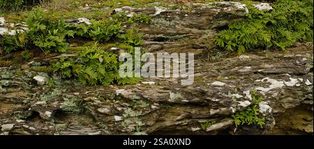 Misterioso angolo di natura, roccia bagnata coperta di muschio e felci. Pietra naturale e muschio verde, foglie di felce. Foto Stock