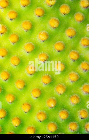 Primo piano di un cactus oputnia microdasys. Immagine macro dei picchi di un cactus. Foto Stock