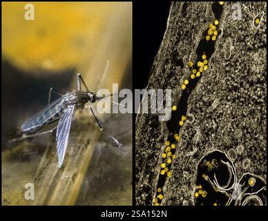 Una zanzara Culex (sinistra) accanto a una micrografia elettronica di trasmissione (destra) di particelle del virus del Nilo occidentale (colorato giallo) in replica. Foto Stock