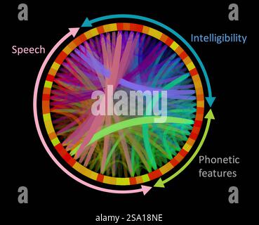 Modello con risonanza magnetica RM che mostra la forza delle connessioni tra le aree del cervello coinvolte nell'ascolto della voce nei bambini di età compresa tra 6 e 14 anni. I ricercatori stanno confrontando queste connessioni in persone che hanno e non hanno problemi con l'ascolto della lingua. Connessioni cerebrali 016555 007 Foto Stock