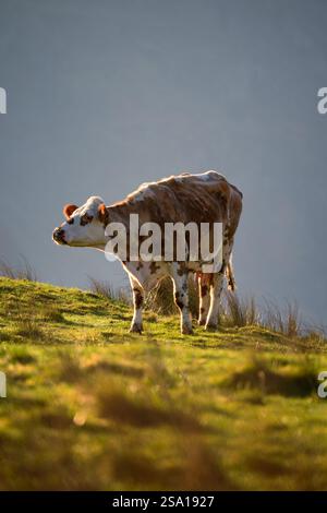 Mucca da latte marrone e bianco in un campo agricolo verde aperto. Foto Stock