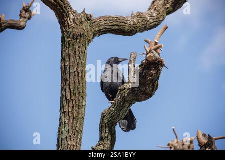Un corvo nero appollaierà maestosamente sul ramo di un albero senza foglie e storto contro un cielo azzurro. Foto Stock