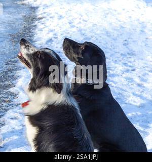 Un cane da collie di confine e un labrador retriever nero seduti a guardare il loro proprietario. I cani sono fuori nella neve. Foto Stock