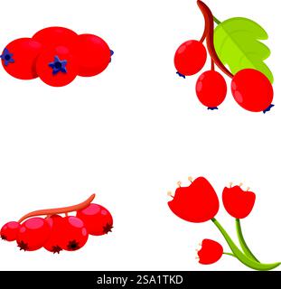 Le icone dei bacche di biancospino impostano il vettore dei cartoni animati. Ramo di mirtillo con bacca rossa e foglia. Natura, pianta medica. Le icone dei bacche di biancospino impostano il vettore dei cartoni animati. Ramo di mirtillo con bacca rossa e foglia Illustrazione Vettoriale