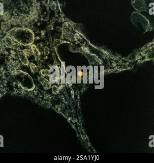 Micrografia elettronica a trasmissione colorata di una particella del virus del Nilo occidentale gialla/arancione trovata all'interno del citoplasma di una cellula verde VERO E6. Immagine acquisita presso l'Integrated Research Facility in ft. Detrick, Maryland. Credito: NIAID. Virus del Nilo occidentale 016931 064 Foto Stock