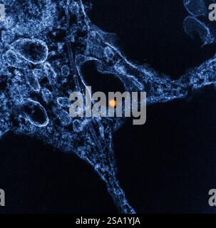 Micrografia elettronica a trasmissione colorata di una particella gialla/rossa del virus del Nilo occidentale trovata all'interno del citoplasma di una cellula blu VERO E6. Immagine acquisita presso l'Integrated Research Facility in ft. Detrick, Maryland. Credito: NIAID. Virus del Nilo occidentale 016931 063 Foto Stock