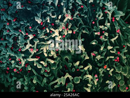 Micrografia elettronica a scansione colorata del virus mpox rosso sulla superficie delle cellule di VERO E6 infette verde. Immagine acquisita presso il NIAID Integrated Research Facility IRF di Fort Detrick, Maryland. Credito: NIAID/NIH. Virus Monkeypox 016931 026 Foto Stock